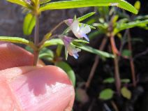 Collinsia parviflora