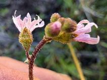 Lithophragma parviflorum