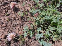 Trifolium lemmonii