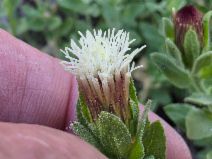 Brickellia greenei