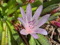 Lewisia longipetala