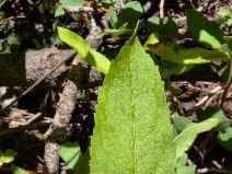 Eurybia radulina