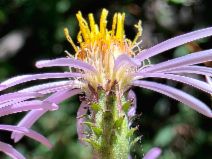 Eurybia radulina