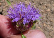 Monardella breweri