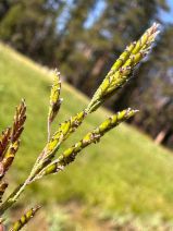 Torreyochloa pallida var. pauciflora