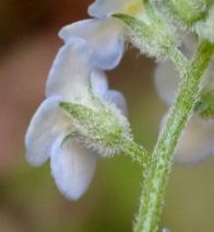 Myosotis latifolia