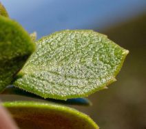 Arctostaphylos pacifica