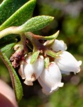 Arctostaphylos pacifica