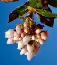 Arctostaphylos imbricata