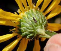 Grindelia hirsutula