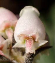 Arctostaphylos crustacea ssp. crinita