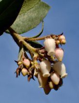 Arctostaphylos crustacea ssp. crinita