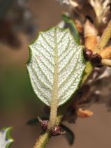 Ceanothus crassifolius var. planus