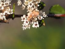 Ceanothus crassifolius var. planus