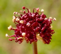 Sanicula bipinnatifida