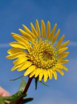 Grindelia camporum