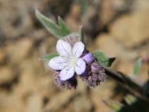 Phacelia breweri