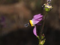 Dodecatheon clevelandii ssp. patulum