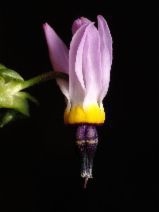 Dodecatheon clevelandii ssp. patulum