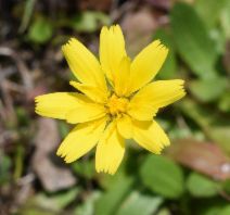 Hypochaeris glabra