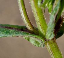 Pholistoma auritum