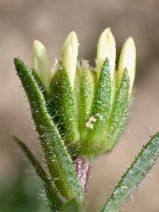 Layia glandulosa