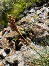 Carex luzulina