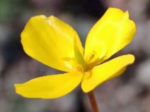 Eschscholzia minutiflora
