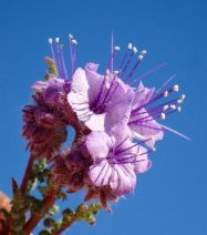 Phacelia tanacetifolia