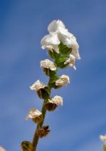 Cryptantha pterocarya var. pterocarya