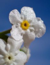 Cryptantha pterocarya var. pterocarya