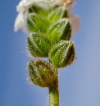 Cryptantha pterocarya var. pterocarya
