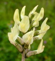 Astragalus lentiginosus var. nigricalycis