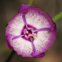 Clarkia cylindrica ssp. cylindrica