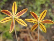 Bloomeria crocea var. crocea