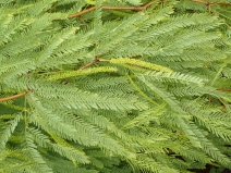 Prosopis glandulosa var. torreyana