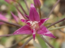 Allium peninsulare var. peninsulare
