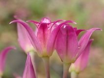 Allium peninsulare var. peninsulare
