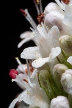 Plectritis macrocera