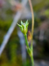 Androsace elongata ssp. acuta