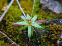 Androsace elongata ssp. acuta