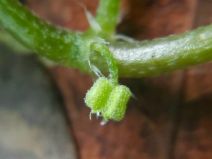 Bowlesia incana