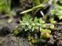 Galium murale