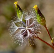 Senecio aphanactis