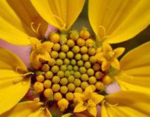 Layia platyglossa