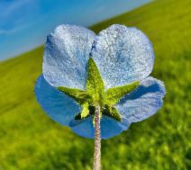 Nemophila menziesii var. menziesii