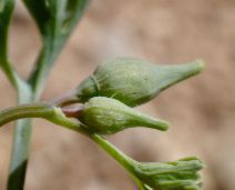 Eschscholzia caespitosa