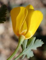 Eschscholzia caespitosa