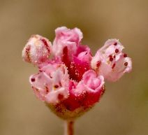 Eriogonum gracillimum