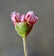 Eriogonum gracillimum